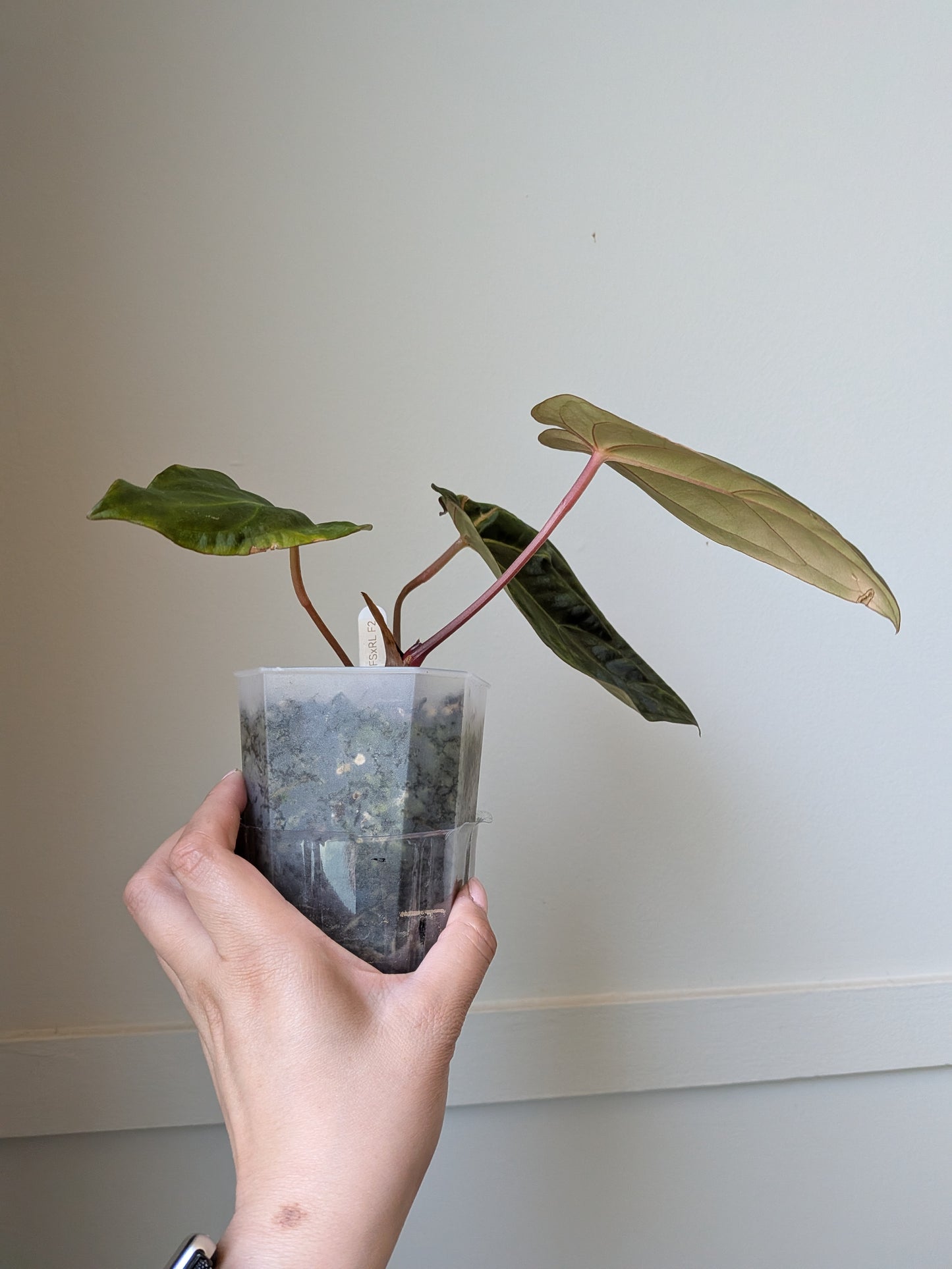Anthurium carlablackiae x FSRL F2	J1