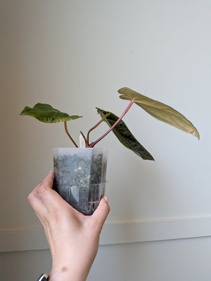 Anthurium carlablackiae x FSRL F2	J1