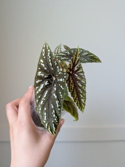 Begonia lubbersii	J2