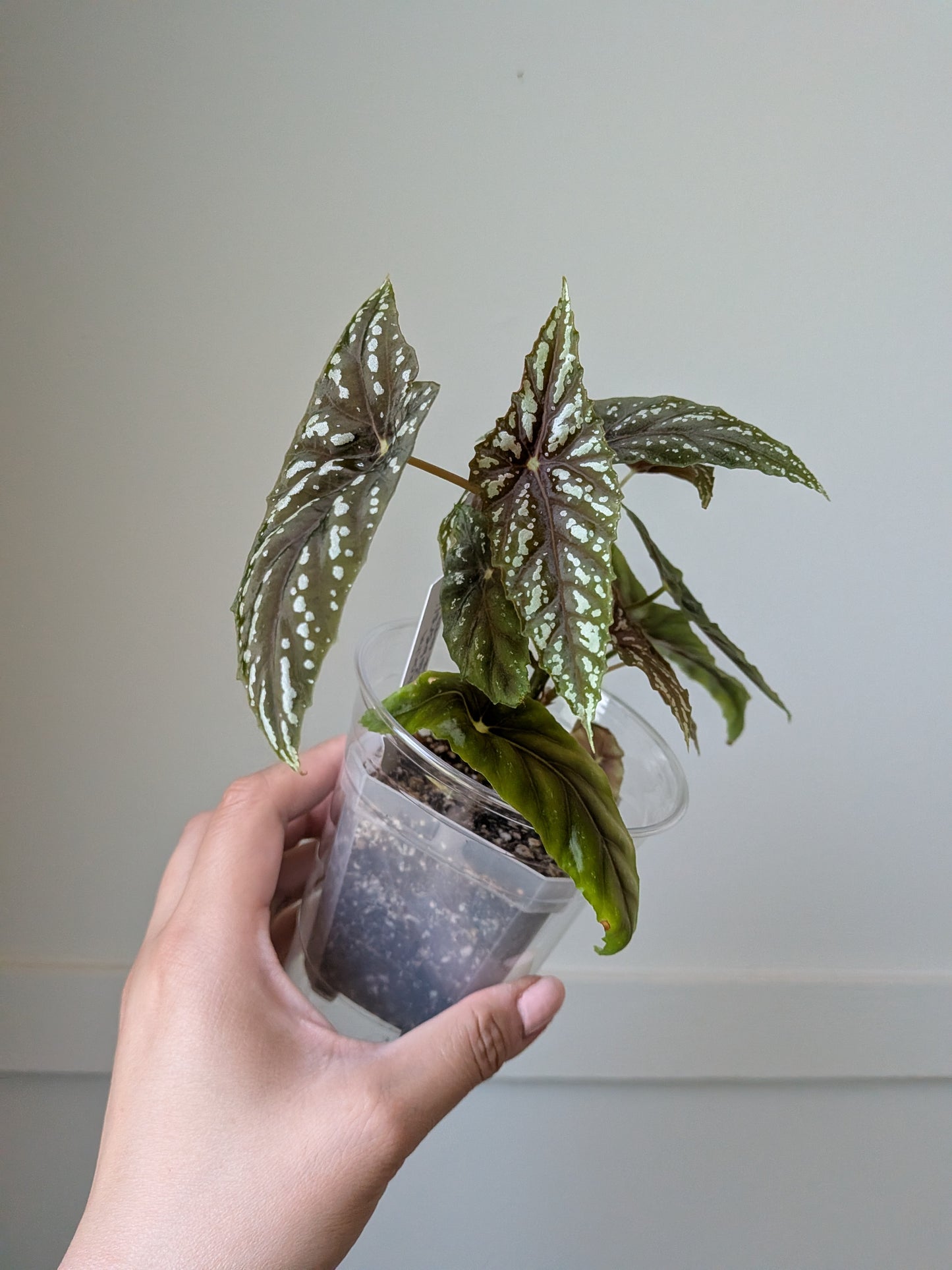 Begonia lubbersii	J2