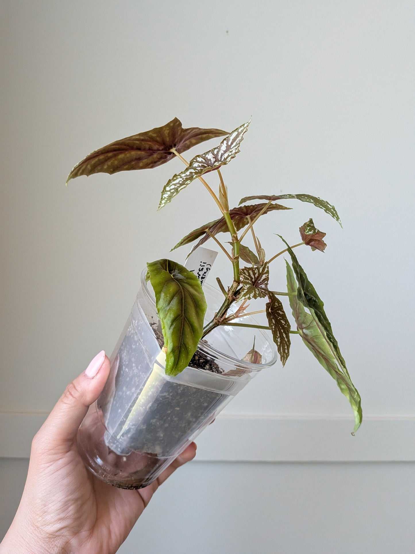 Begonia lubbersii	J2