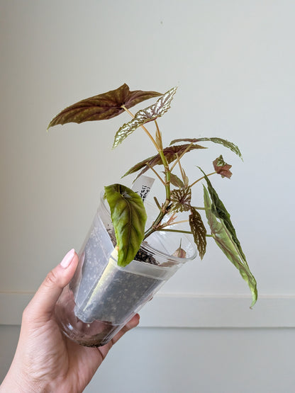 Begonia lubbersii	J2