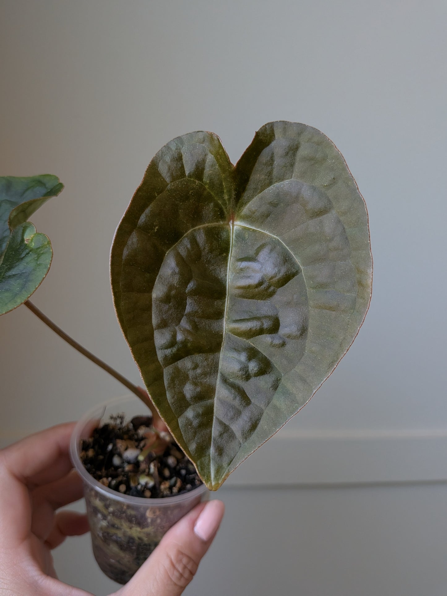 Anthurium forgetii x luxurians	J3