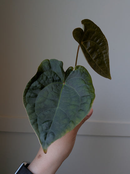 Anthurium forgetii x luxurians	J3