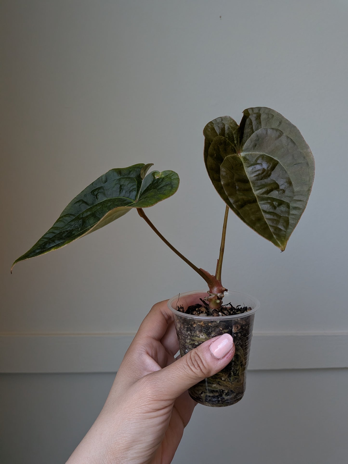Anthurium forgetii x luxurians	J3