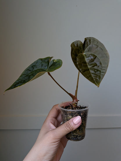 Anthurium forgetii x luxurians	J3