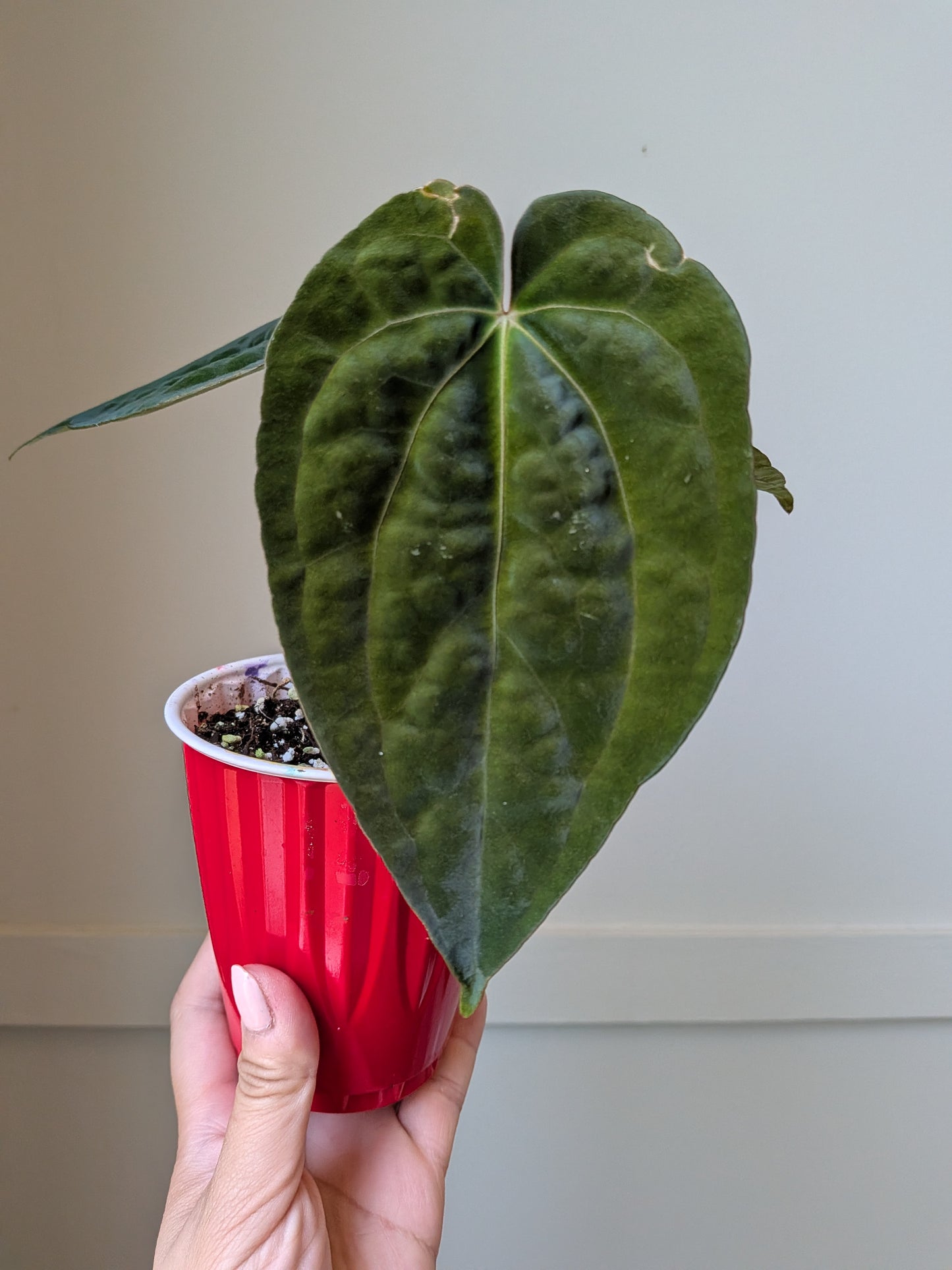 Anthurium Midnight Stranger x RVDP	J4