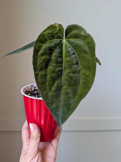 Anthurium Midnight Stranger x RVDP	J4