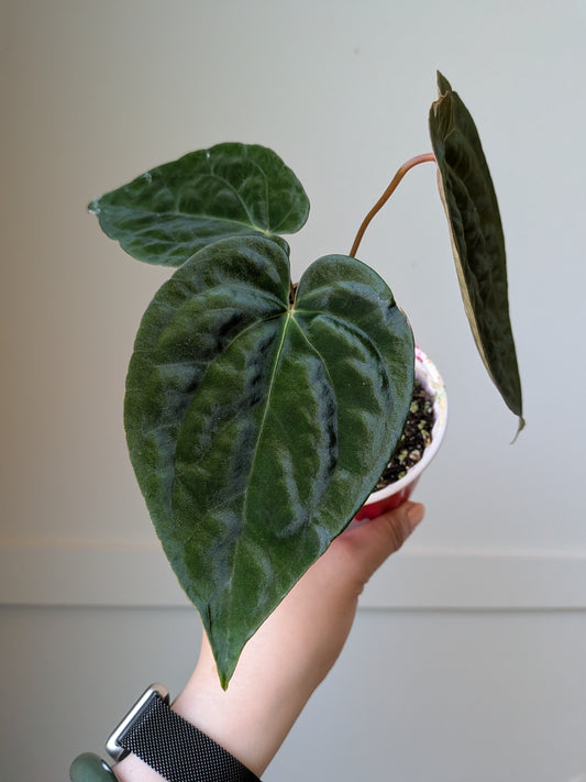 Anthurium Midnight Stranger x RVDP	J4