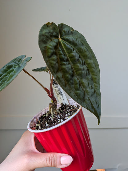 Anthurium Midnight Stranger x RVDP	J4