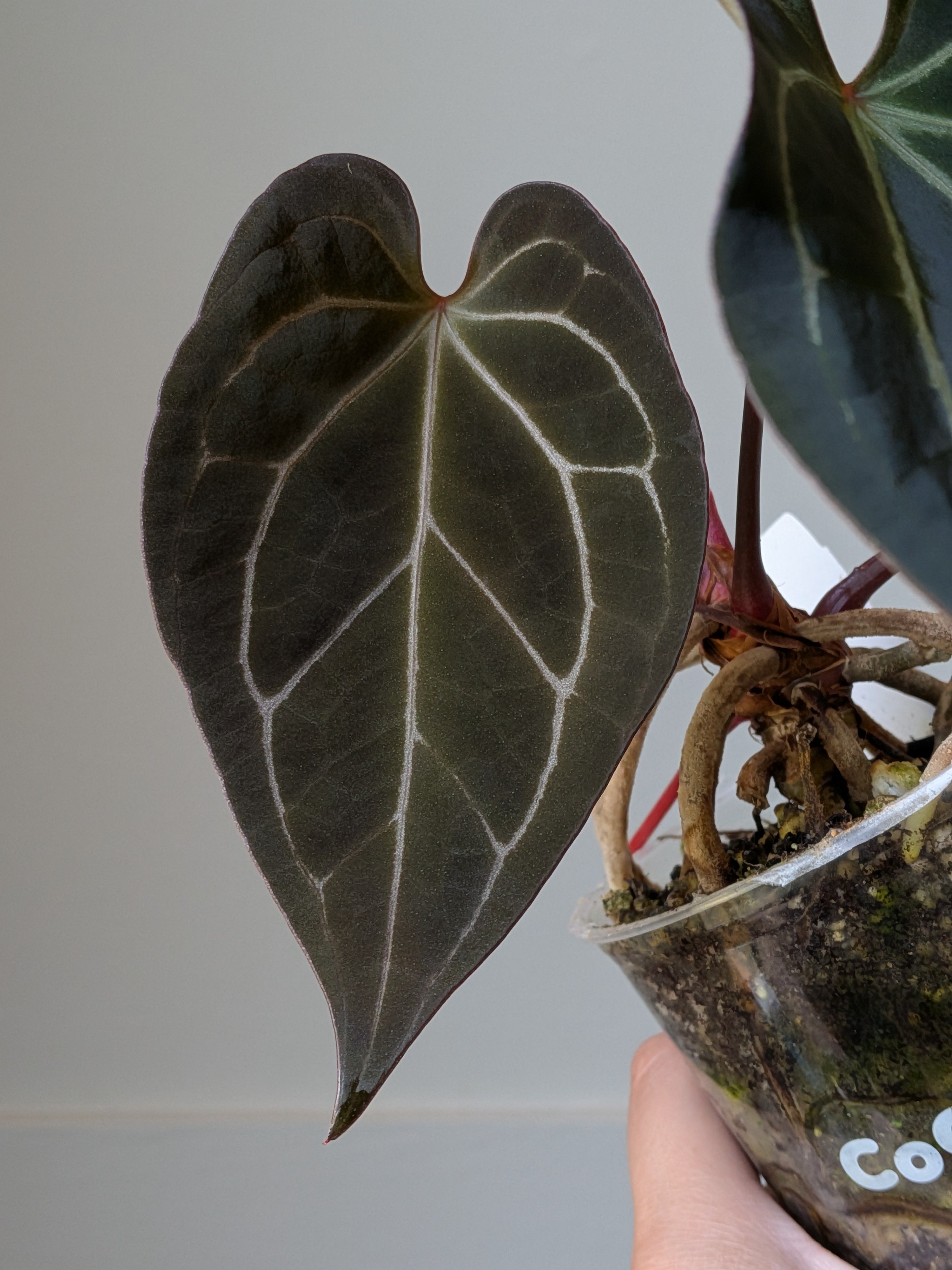 Anthurium Cape Oasis S1 x [(Pap x Dress) x Metalicum] J5 – Plant