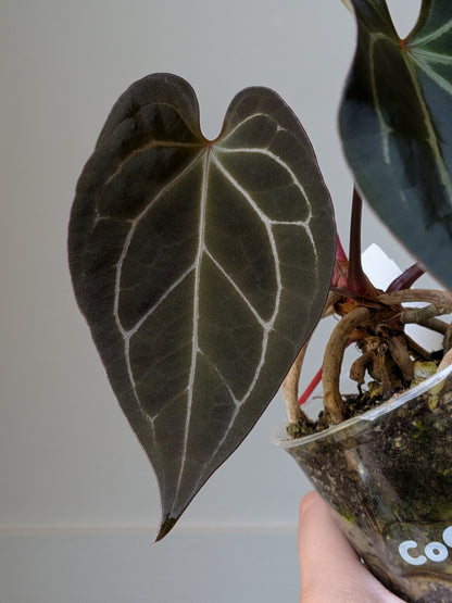 Anthurium Cape Oasis S1 x [(Pap x Dress) x Metalicum]	J5