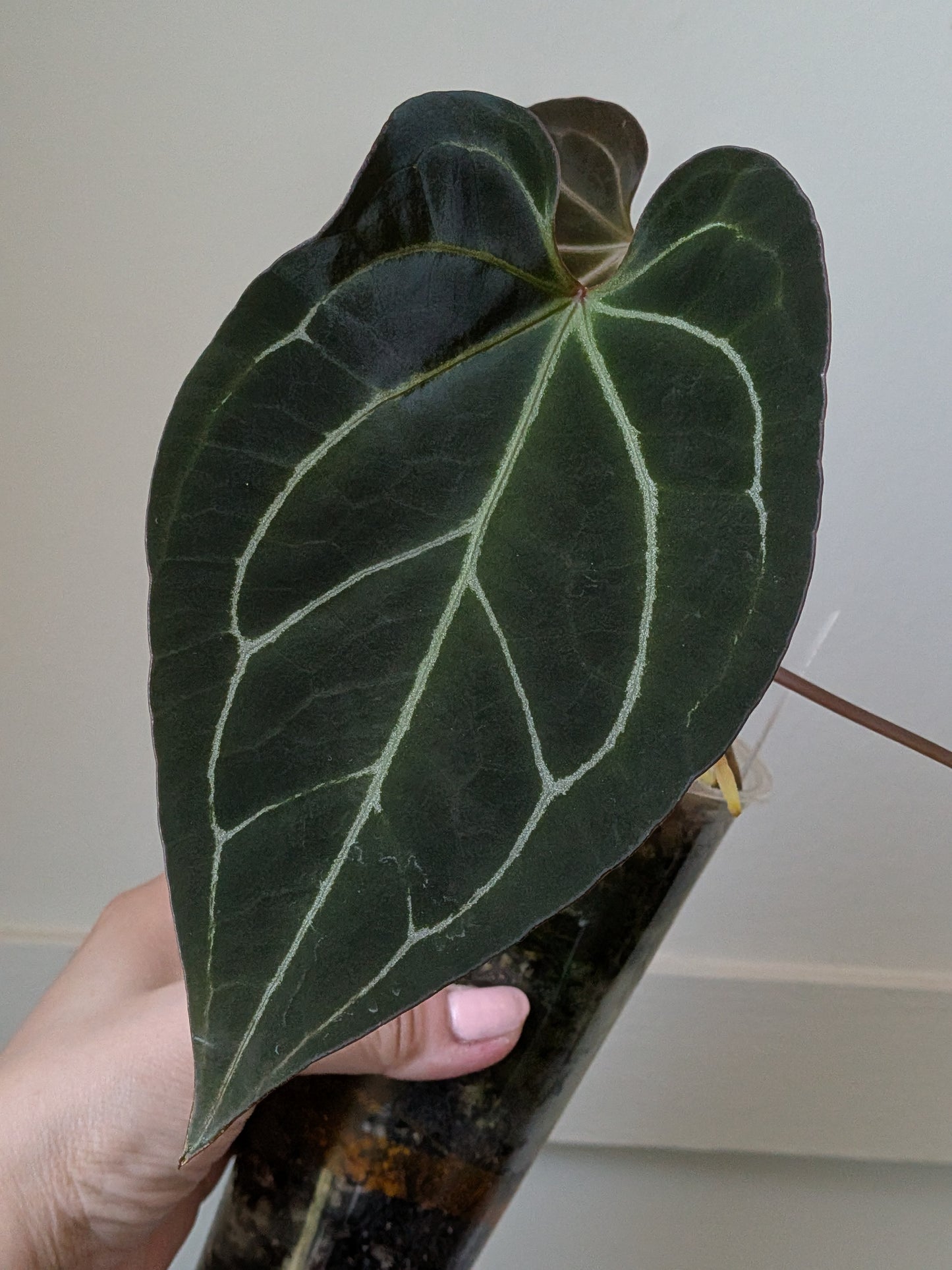 Anthurium Cape Oasis S1 x [(Pap x Dress) x Metalicum]	J5