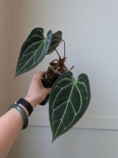 Anthurium Cape Oasis S1 x [(Pap x Dress) x Metalicum]	J5