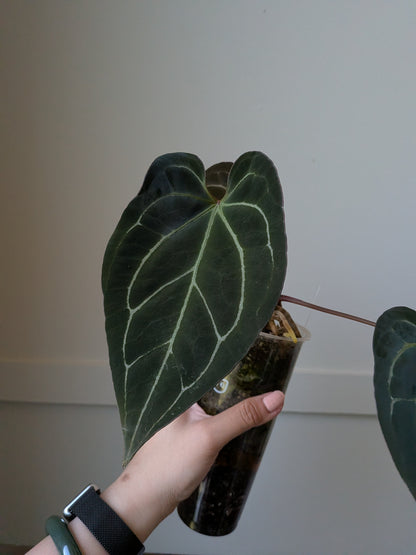 Anthurium Cape Oasis S1 x [(Pap x Dress) x Metalicum]	J5