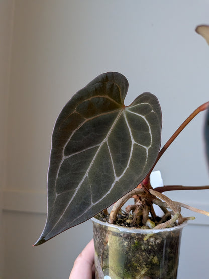 Anthurium Cape Oasis S1 x [(Pap x Dress) x Metalicum]	J5
