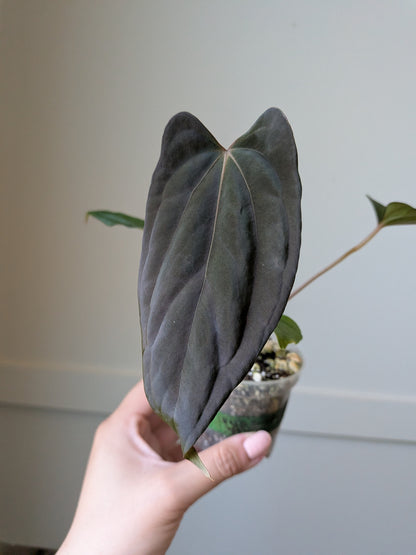 Anthurium (BVEP x Felix) x RL Self	J6