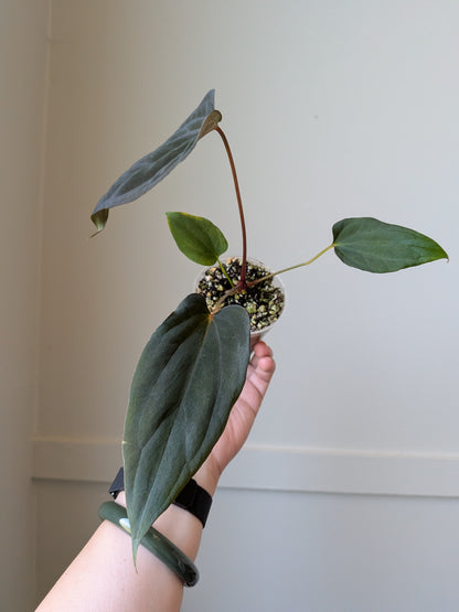 Anthurium (BVEP x Felix) x RL Self	J6