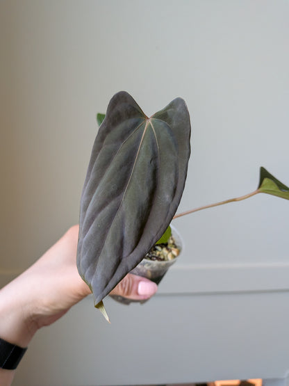 Anthurium (BVEP x Felix) x RL Self	J6