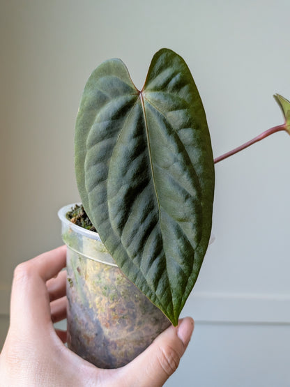 Anthurium (Carla x BVEP) Open	J7