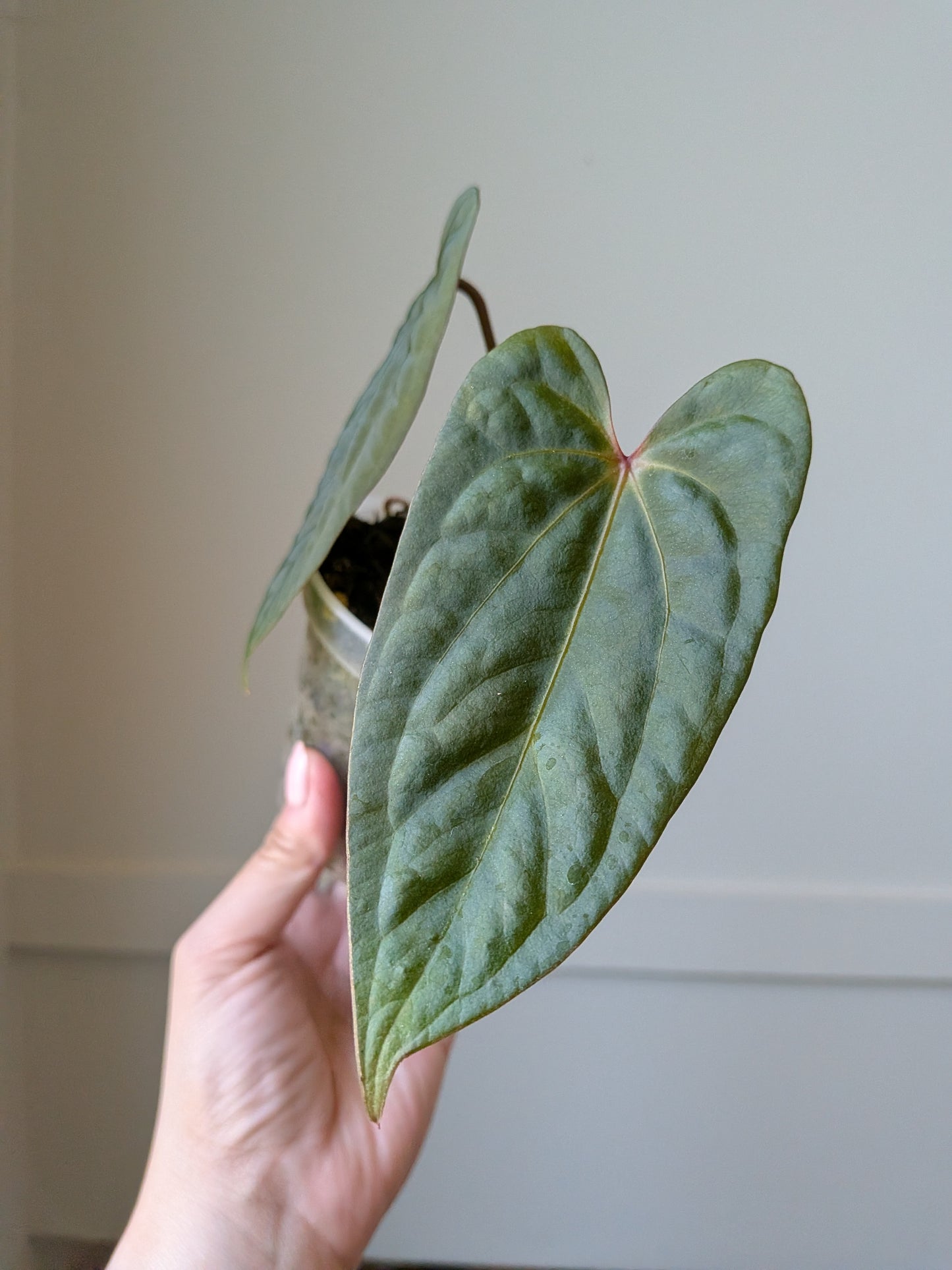 Anthurium (Carla x BVEP) Open	J7