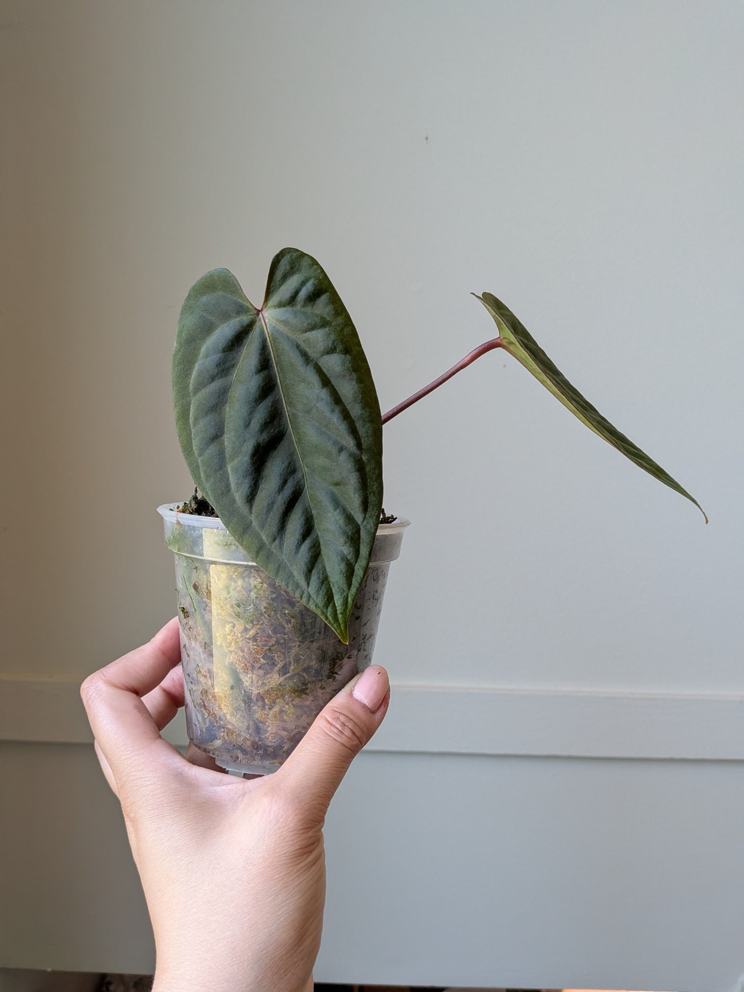 Anthurium (Carla x BVEP) Open	J7