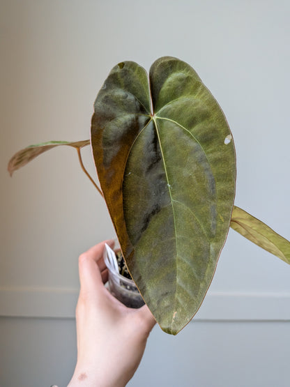 Anthurium papillilaminum x Voldemort	J8