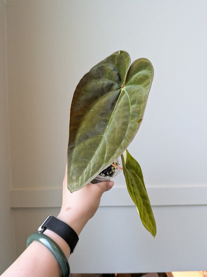 Anthurium papillilaminum x Voldemort	J8