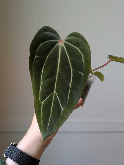 Anthurium Carla x (Carla x BVEP)	J9