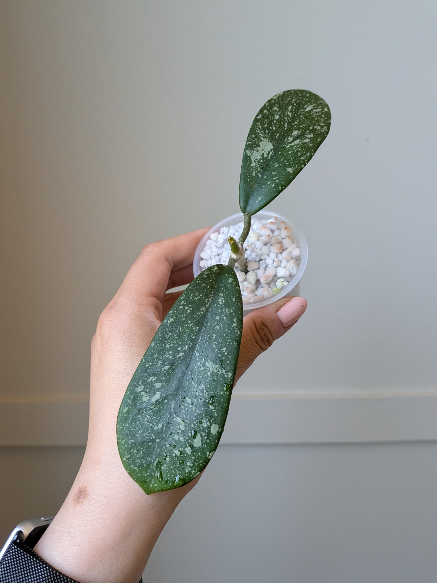 Hoya diversifolia (splash)	J10