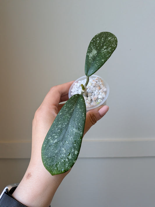 Hoya diversifolia (splash)	J10