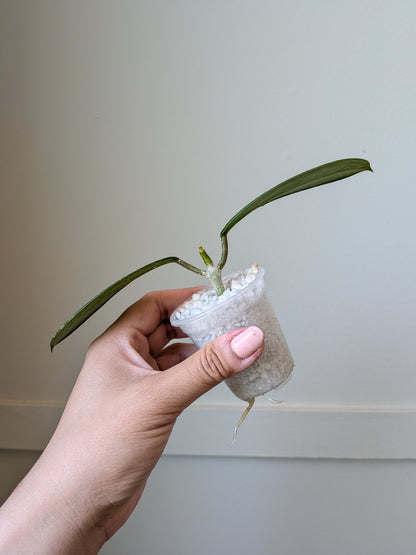 Hoya diversifolia (splash)	J10