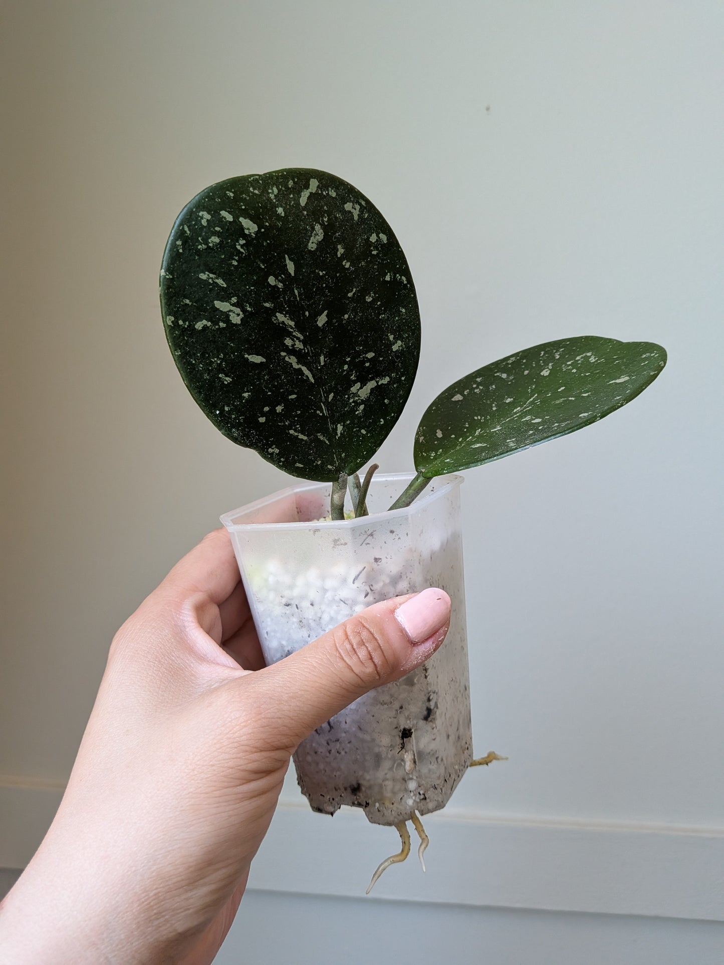 Hoya obovata	J11
