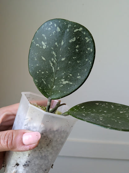 Hoya obovata	J11