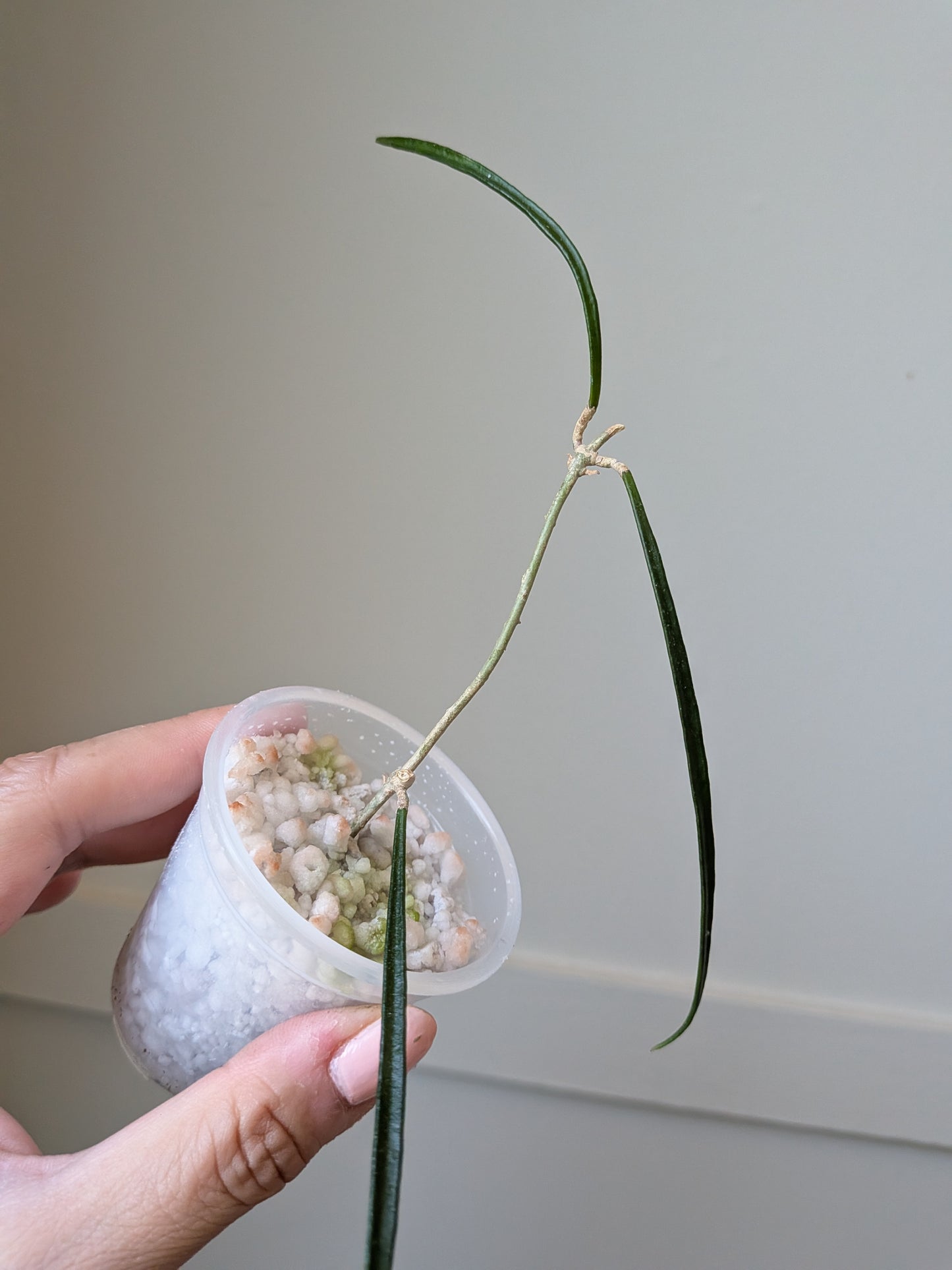 Hoya accicularis	J12