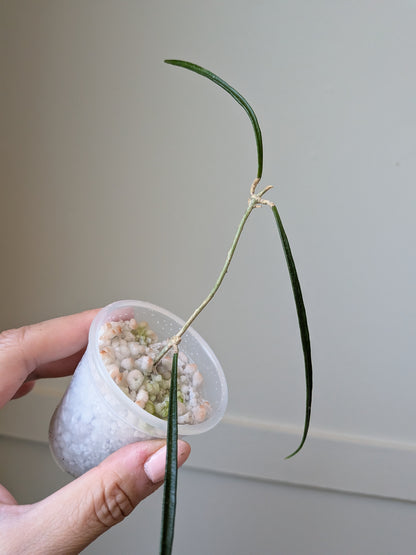 Hoya accicularis	J12