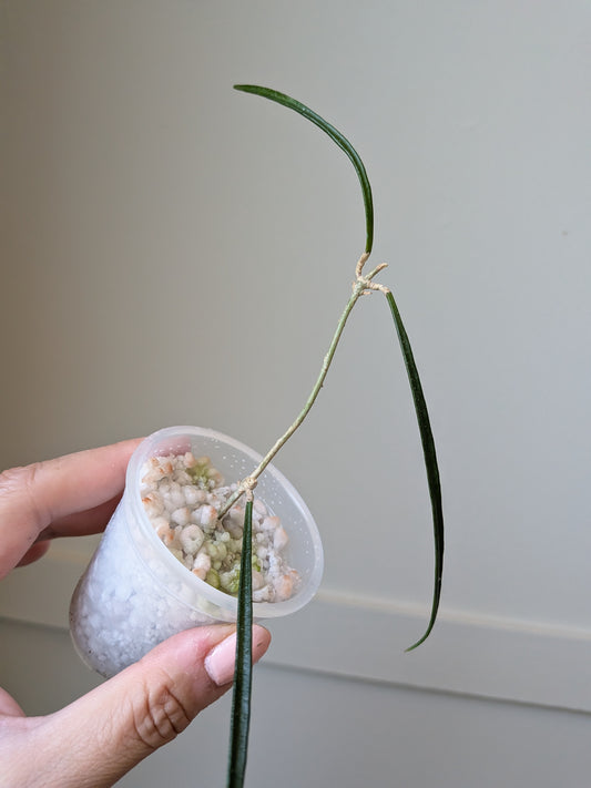 Hoya accicularis	J12
