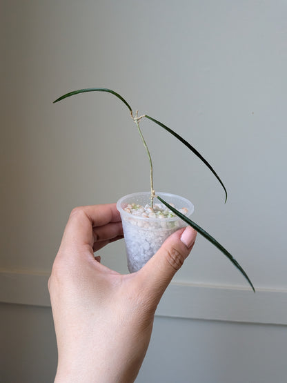 Hoya accicularis	J12