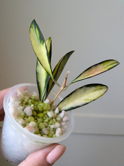 Hoya wayetii (inner variegated)	J13