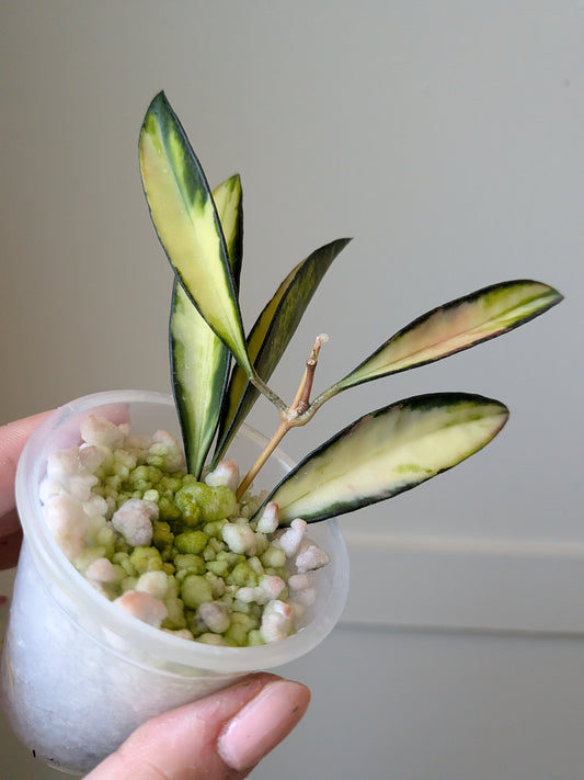 Hoya wayetii (inner variegated)	J13