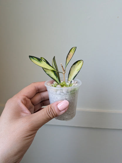 Hoya wayetii (inner variegated)	J13