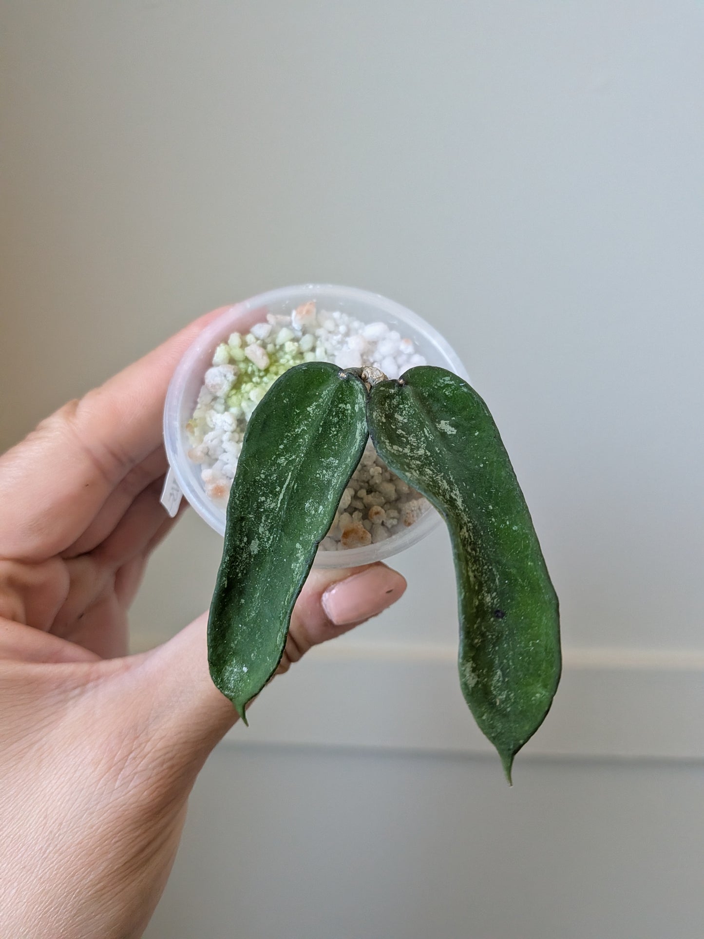 Hoya pendurata (minor splash)	J14