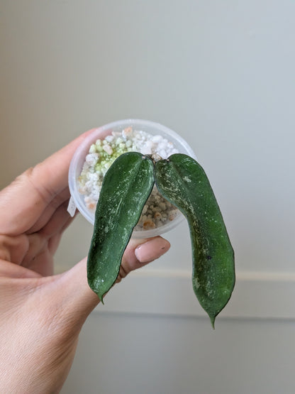 Hoya pendurata (minor splash)	J14