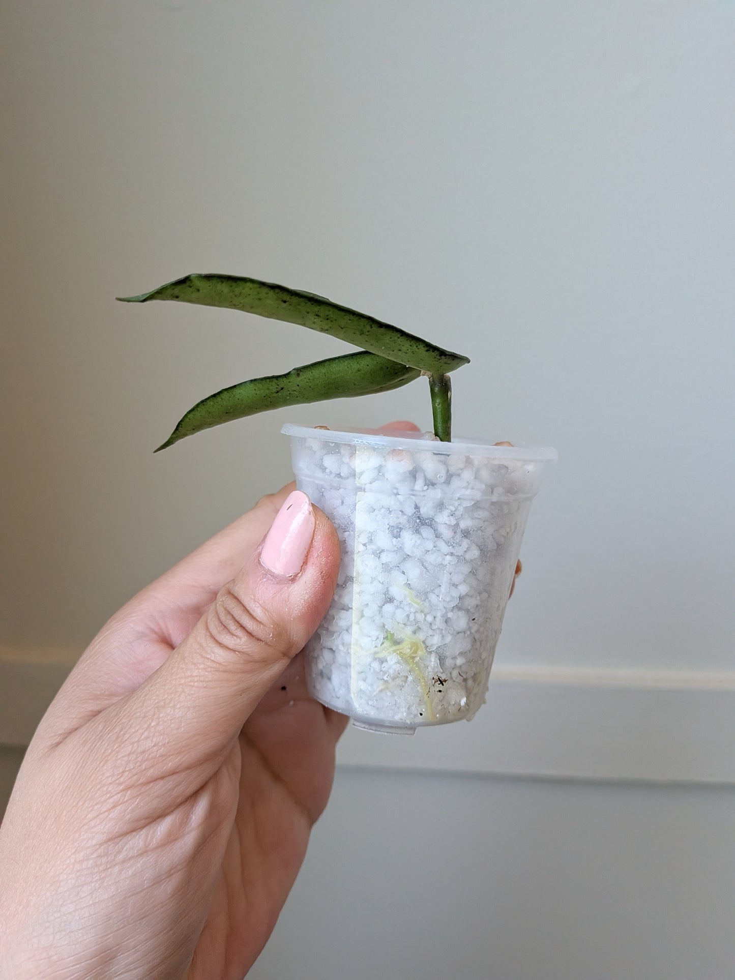 Hoya pendurata (minor splash)	J14