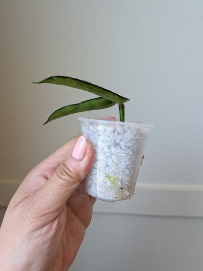 Hoya pendurata (minor splash)	J14