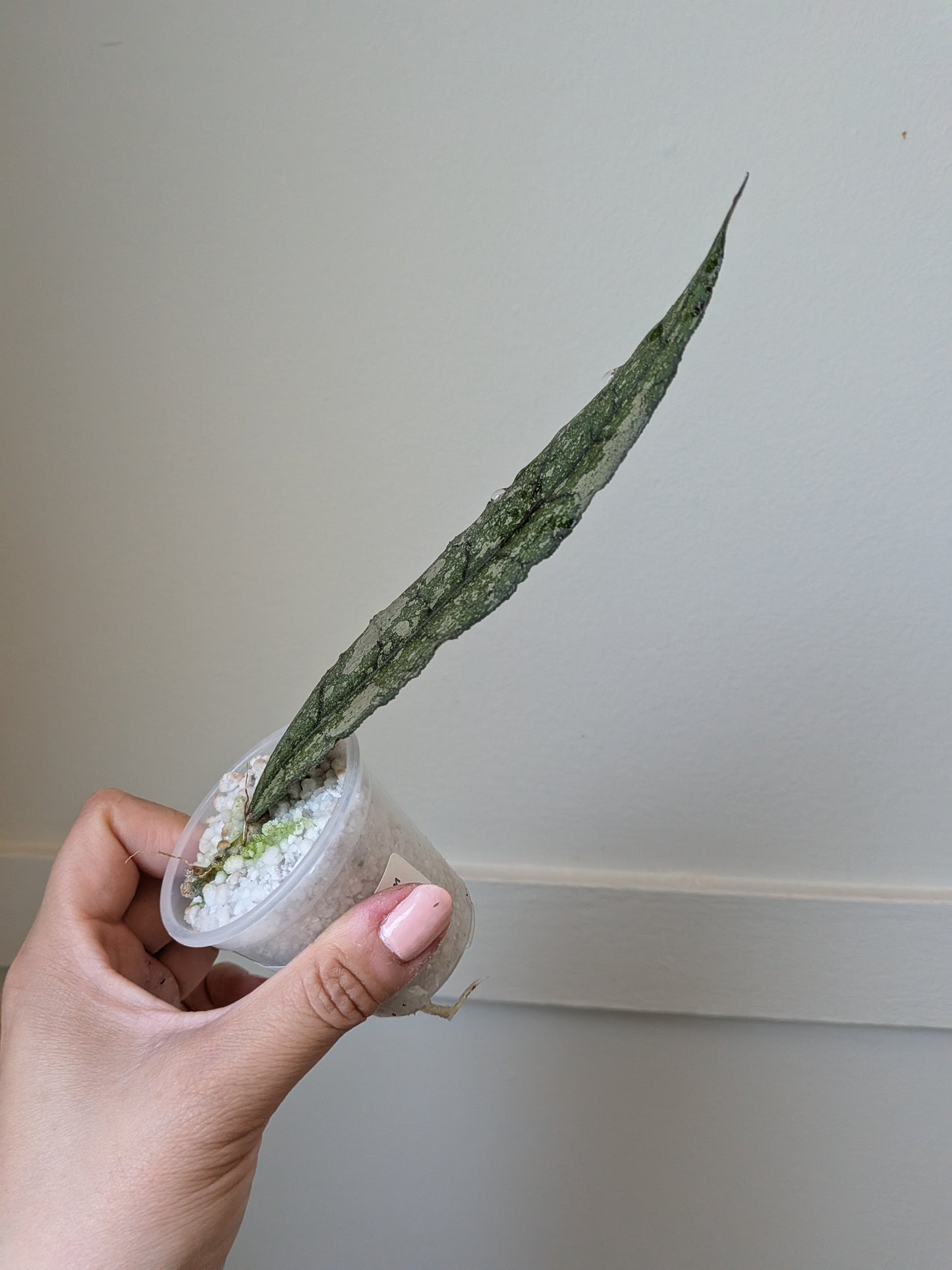 Hoya clemensiorum (splash) #1	J15