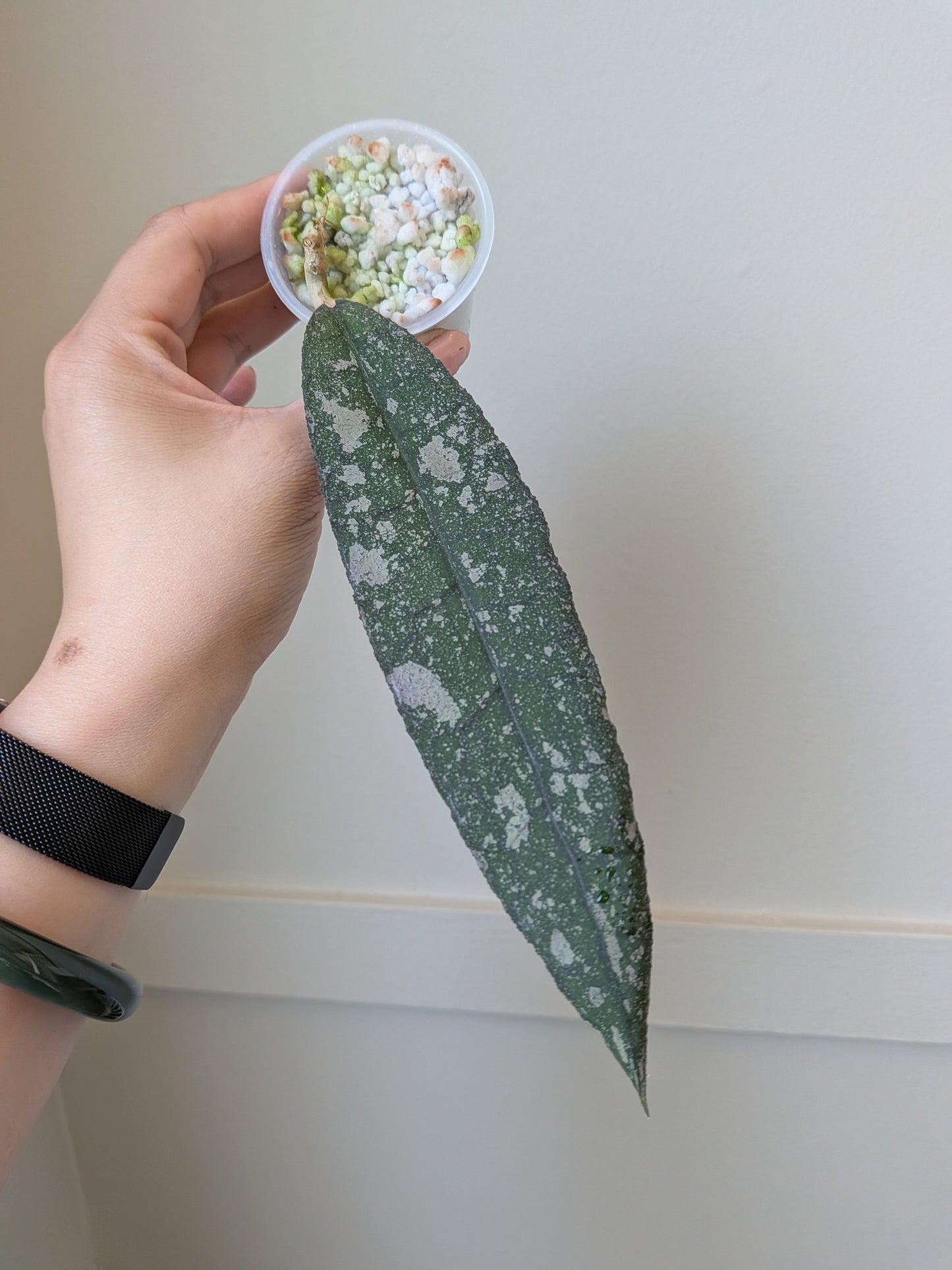 Hoya clemensiorum (splash) #1	J16