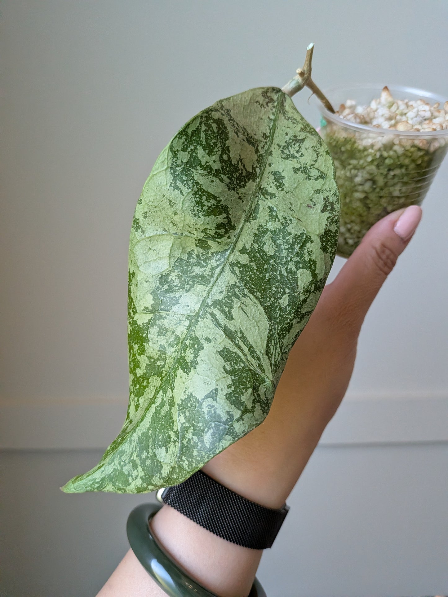 Hoya SLM04 (Aff. lambii sp. Kalimantan - Silver)	J17
