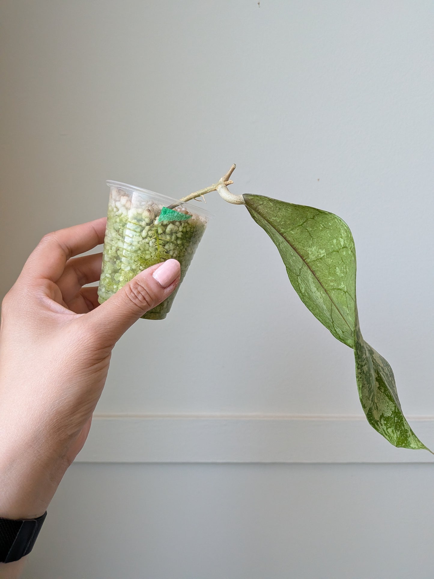 Hoya SLM04 (Aff. lambii sp. Kalimantan - Silver)	J17
