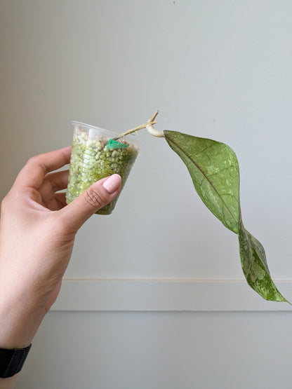 Hoya SLM04 (Aff. lambii sp. Kalimantan - Silver)	J17